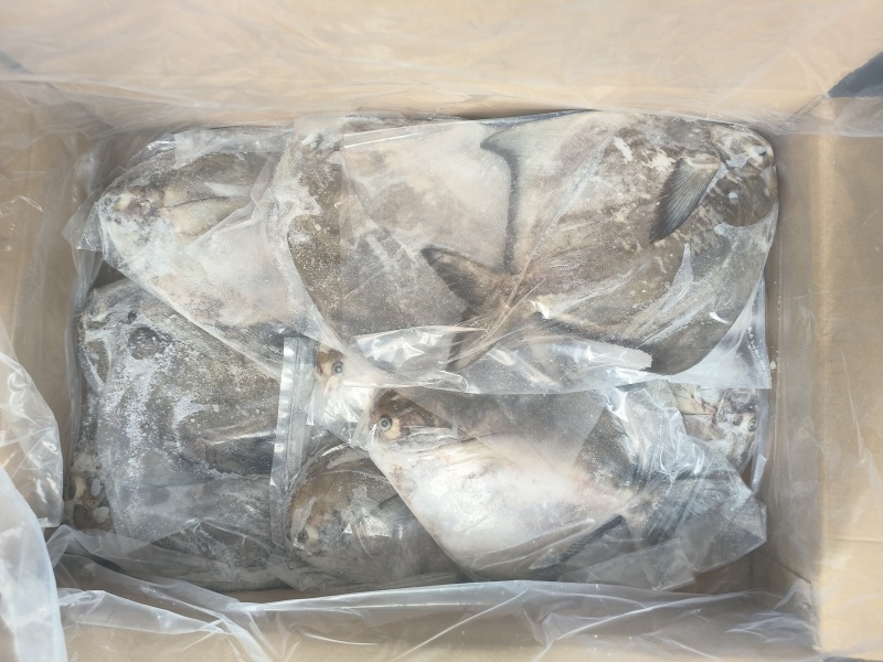 斗鲳大斗鲳600/800500/600深海鲳鱼