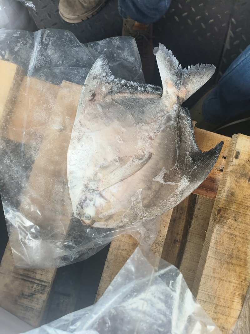 斗鲳大斗鲳600/800500/600深海鲳鱼