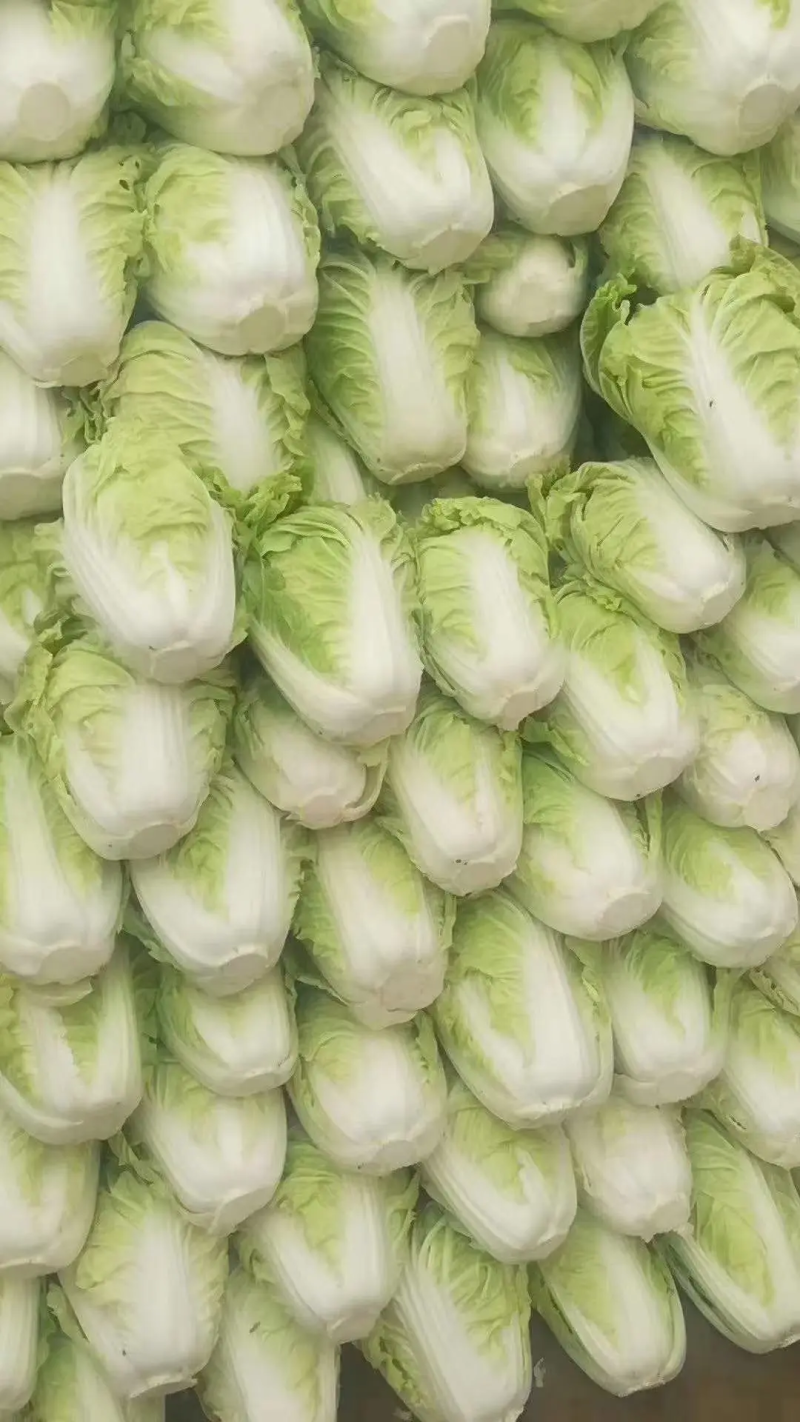 白菜河南白菜夏阳白菜量大价优，规格齐全对接全国