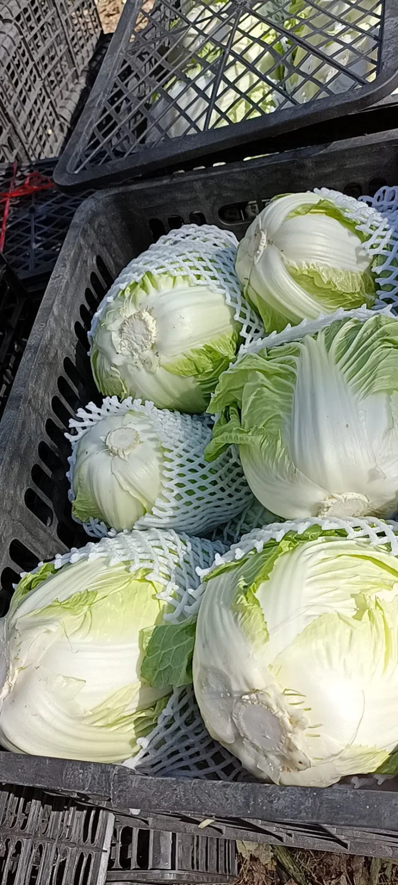 白菜河南白菜夏阳白菜量大价优，规格齐全对接全国