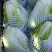 白菜河南白菜夏阳白菜量大价优，规格齐全对接全国