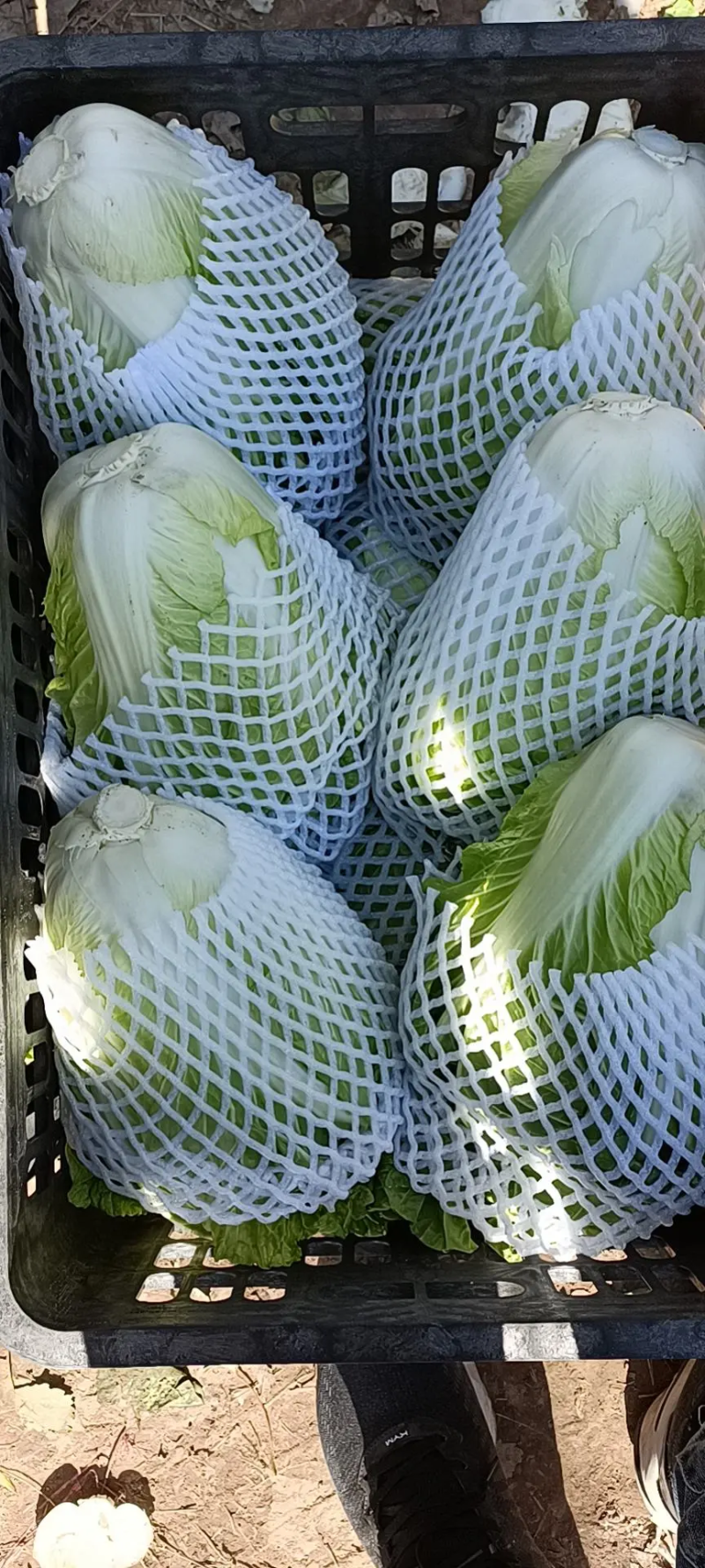 白菜河南白菜夏阳白菜量大价优，规格齐全对接全国