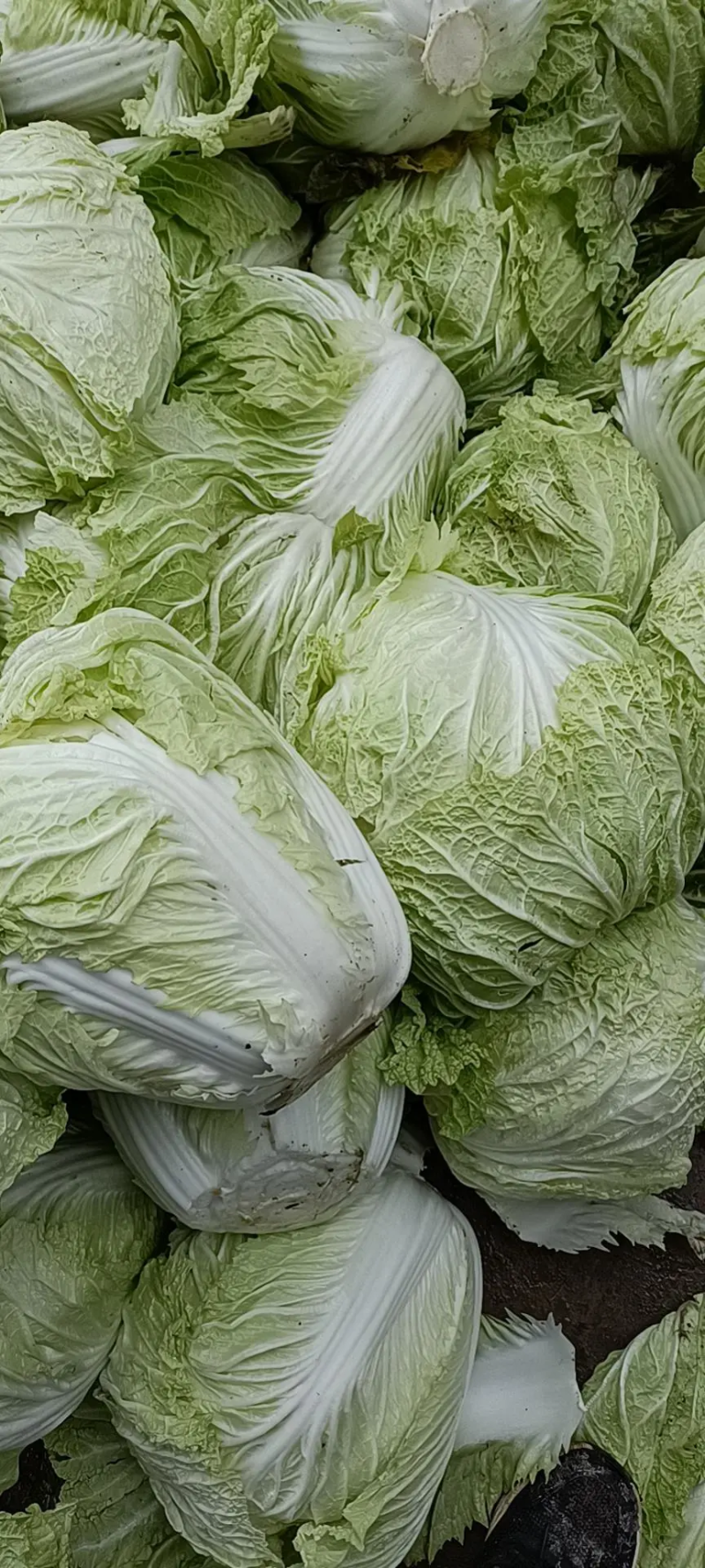 白菜河南白菜夏阳白菜量大价优，规格齐全对接全国