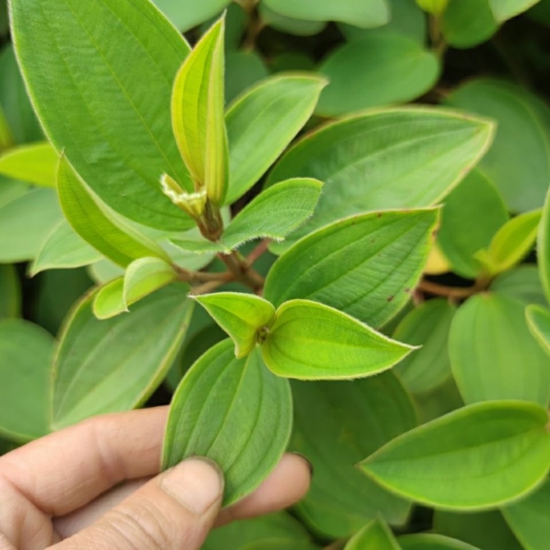 野生新鲜现挖野牡丹