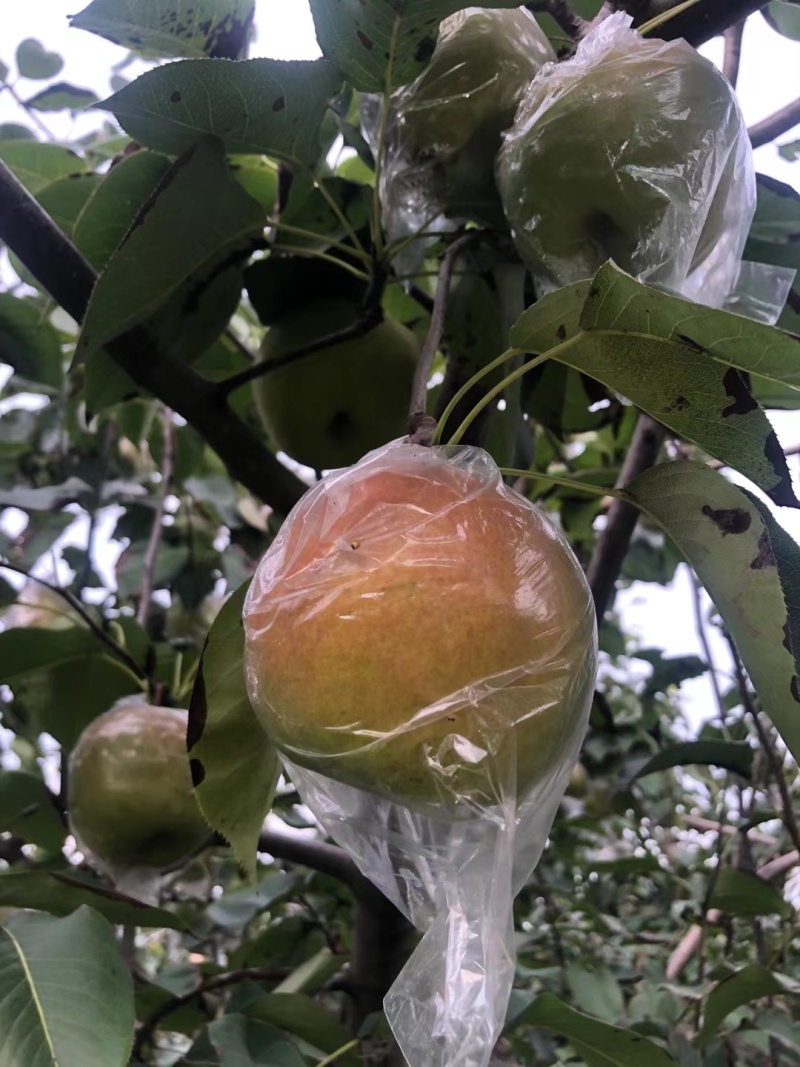 正宗山西运城玉露香梨皮薄少渣欢迎各商超电商对接代收代发