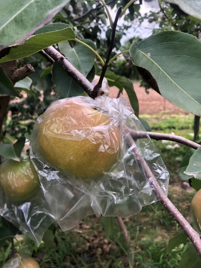 正宗山西运城玉露香梨皮薄少渣欢迎各商超电商对接代收代发