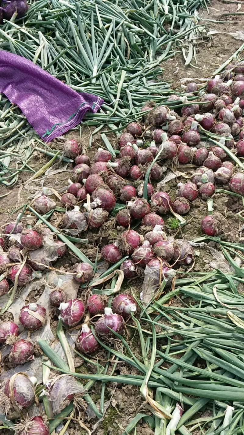 河南洋葱红皮洋葱（批发价）常年供应货源充足规格齐全量大