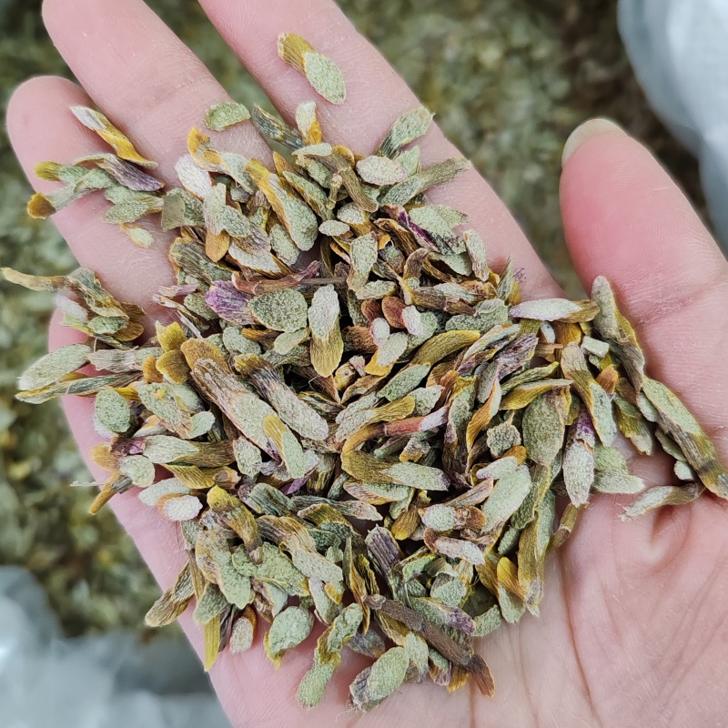 .铁皮石斛片干货500克铁皮石斛片泡茶煮汤干片批发