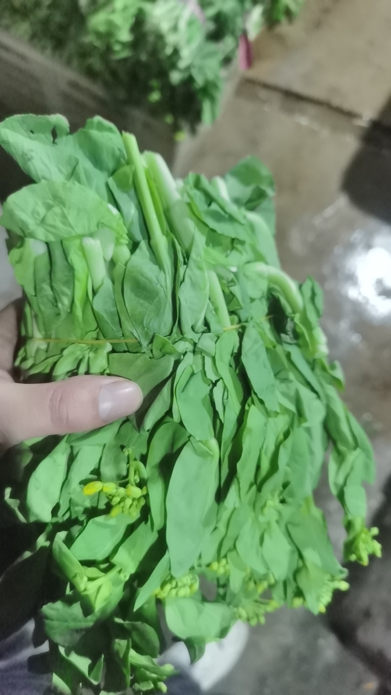 新鲜白菜苔上市，欢迎采购