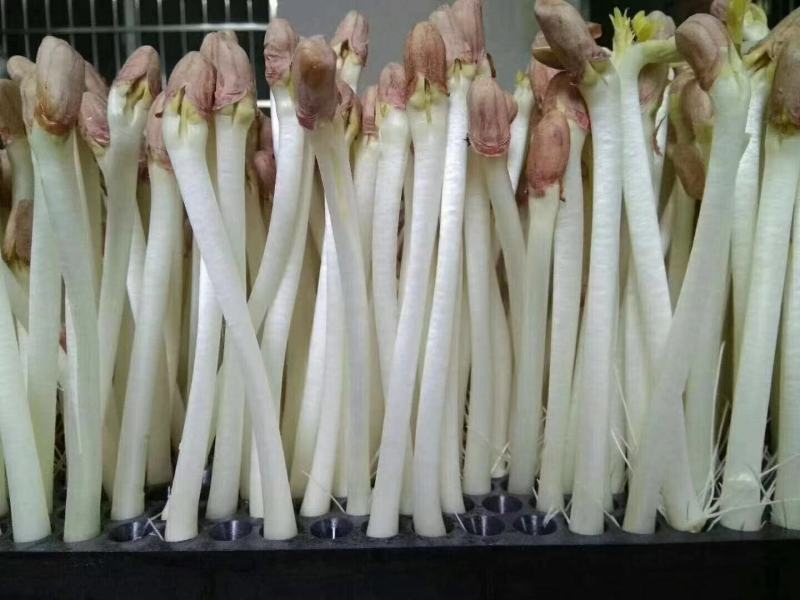 花生芽