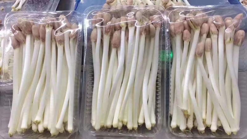 花生芽