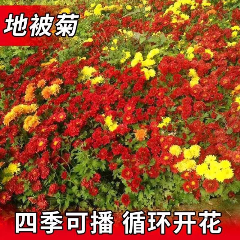 地被菊花子庭院花卉花苗籽庭院籽四季播室外易种活花种子