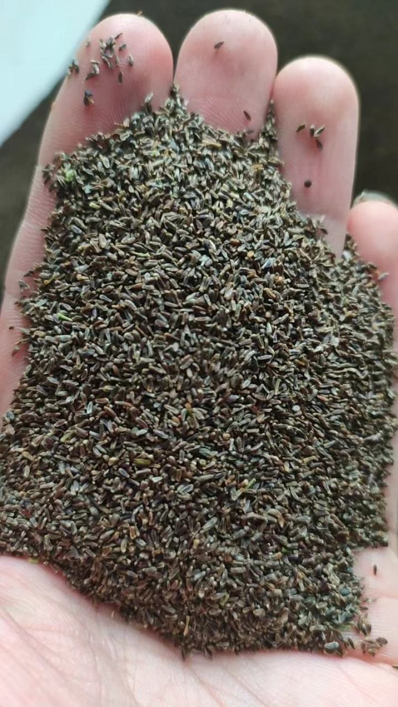 地被菊花子庭院花卉花苗籽庭院籽四季播室外易种活花种子
