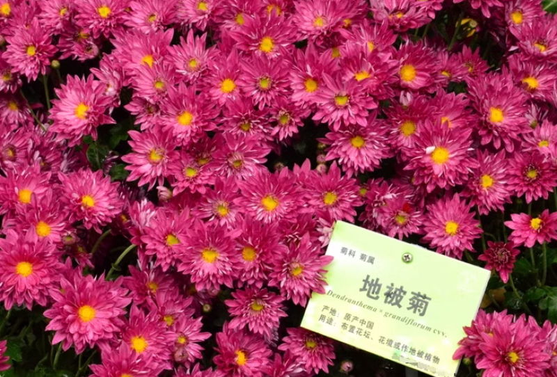 地被菊花子庭院花卉花苗籽庭院籽四季播室外易种活花种子