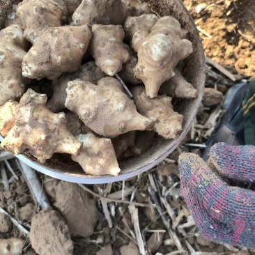 洋姜河南一手货源，视频看货，供超市，电商，工厂。量大从优