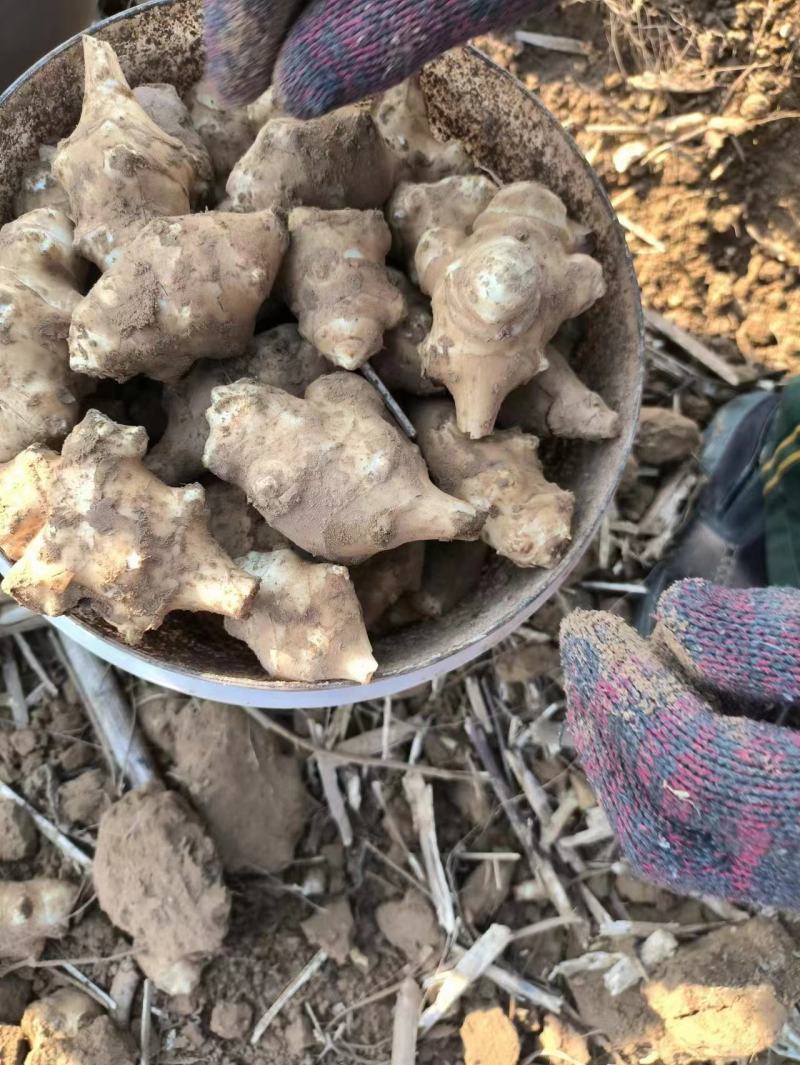 洋姜河南一手货源，视频看货，供超市，电商，工厂。量大从优