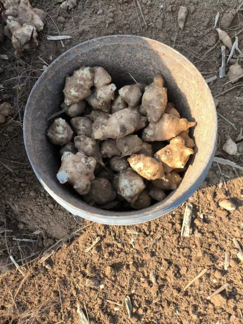 洋姜河南一手货源，视频看货，供超市，电商，工厂。量大从优