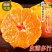 四川椪柑现大量上市量大从优品质高价格美可看货