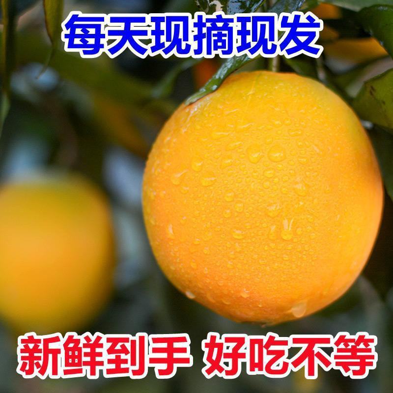 四川脐橙大量有货新鲜采摘货量充足支持视频看货