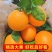 四川脐橙大量有货新鲜采摘货量充足支持视频看货