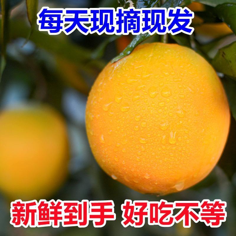 四川脐橙大量有货新鲜采摘货量充足支持视频看货