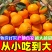 四川脐橙大量有货新鲜采摘货量充足支持视频看货