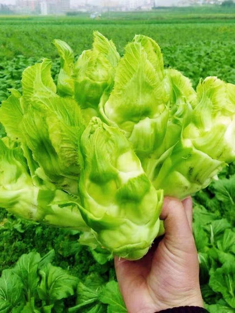 基地大量儿菜，大量批发，对接全国各地的采购商，量大从优！
