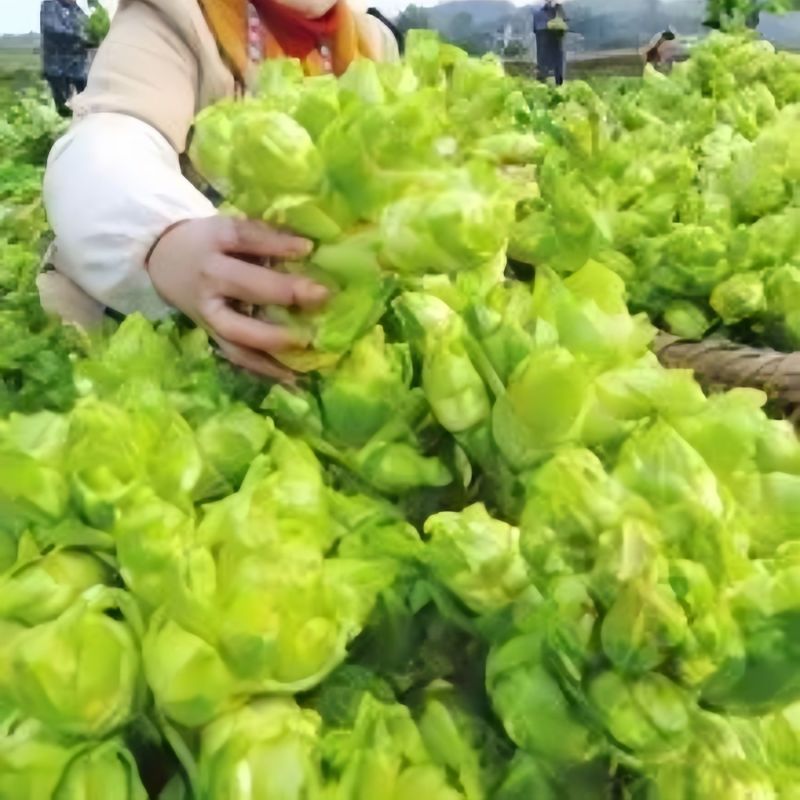 基地大量儿菜，大量批发，对接全国各地的采购商，量大从优！