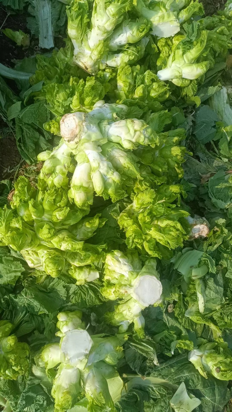 基地大量儿菜，大量批发，对接全国各地的采购商，量大从优！