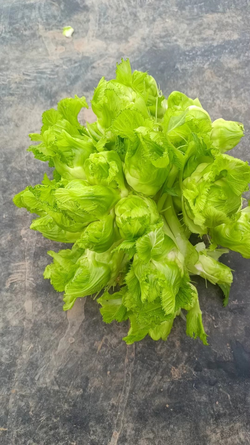 基地大量儿菜，大量批发，对接全国各地的采购商，量大从优！