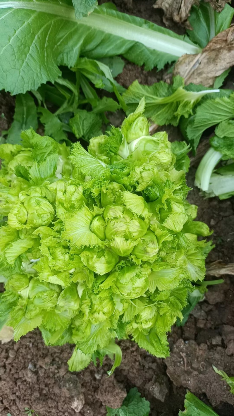 基地大量儿菜，大量批发，对接全国各地的采购商，量大从优！