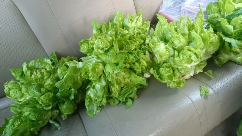 基地大量儿菜，大量批发，对接全国各地的采购商，量大从优！