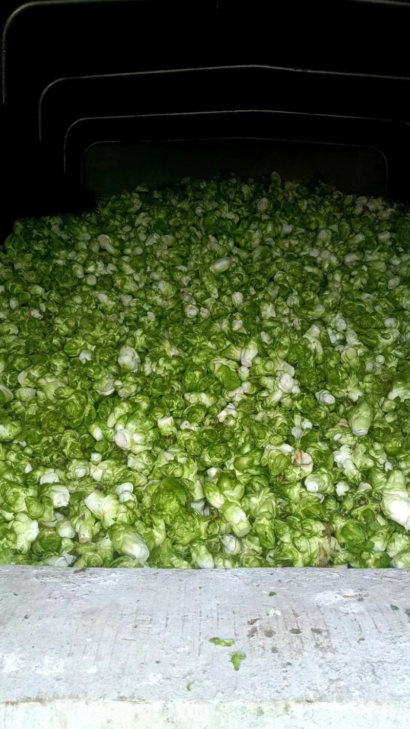 基地大量儿菜，大量批发，对接全国各地的采购商，量大从优！