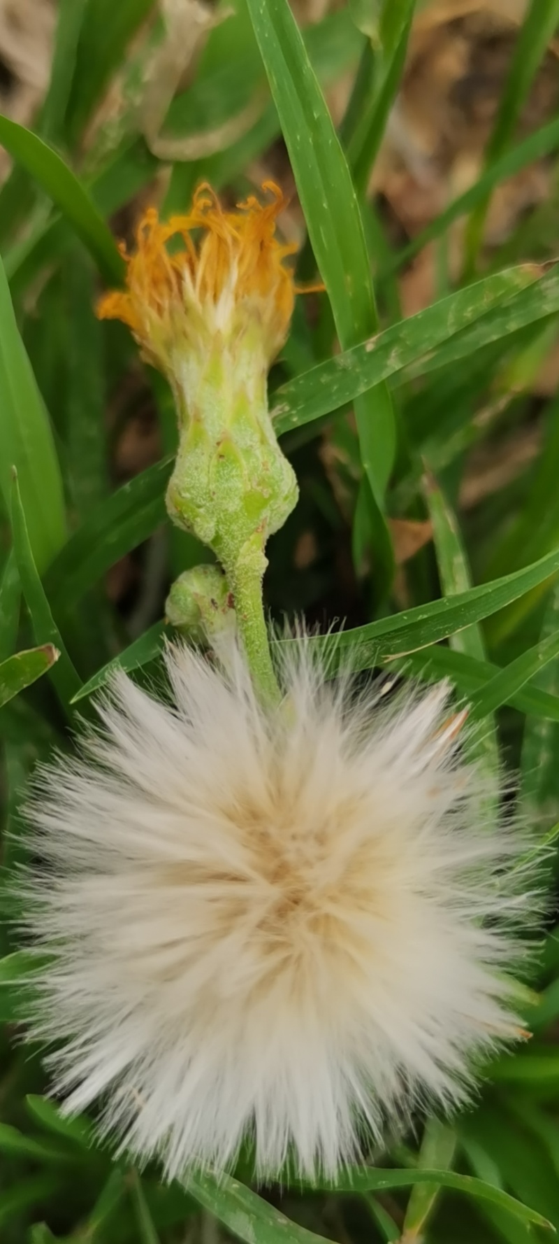 狗尾草种子