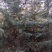 大量出售高品质雪松