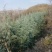 大量出售高品质雪松