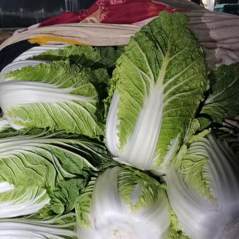 精品黄心大白菜山东聊城大白菜大量供应中需要的客户联系我