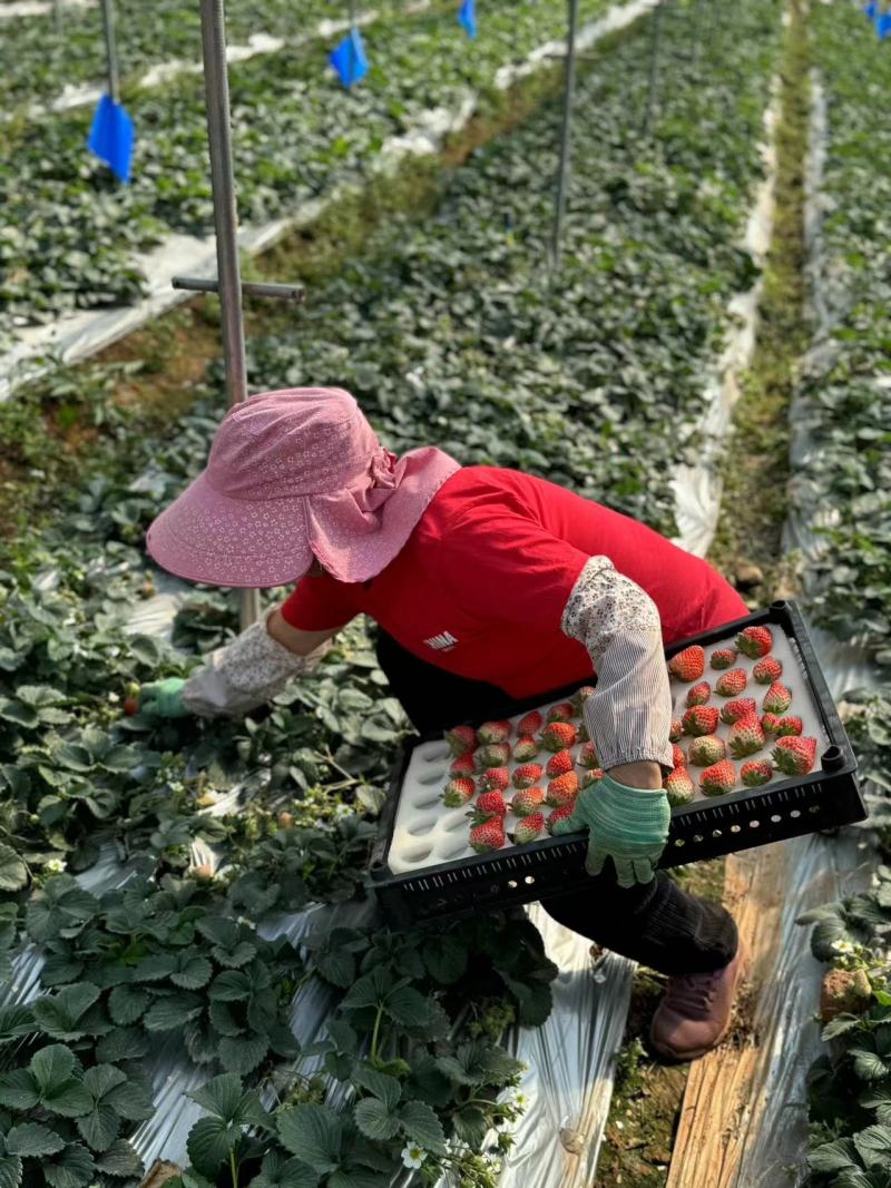 大凉山红颜草莓基地直发全规格包装