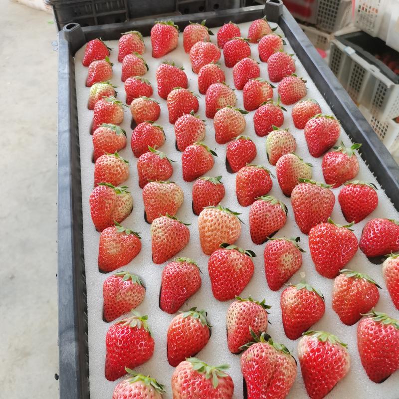 大凉山红颜草莓基地直发全规格包装