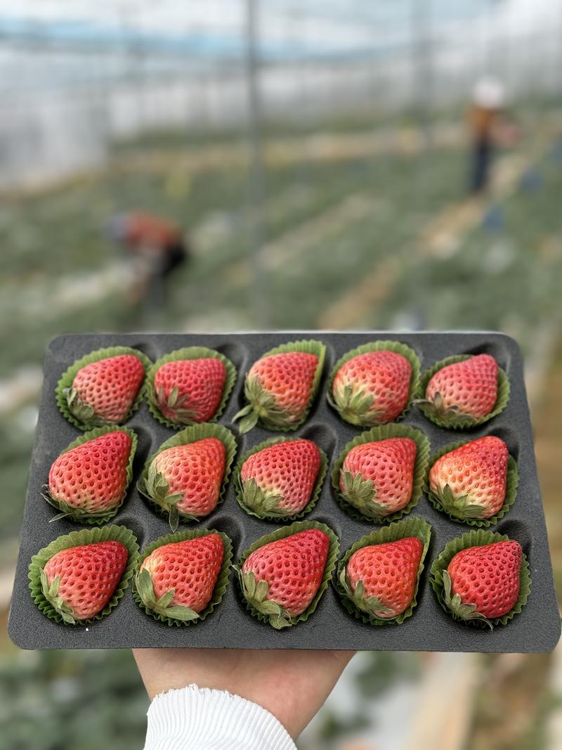大凉山红颜草莓基地直发全规格包装