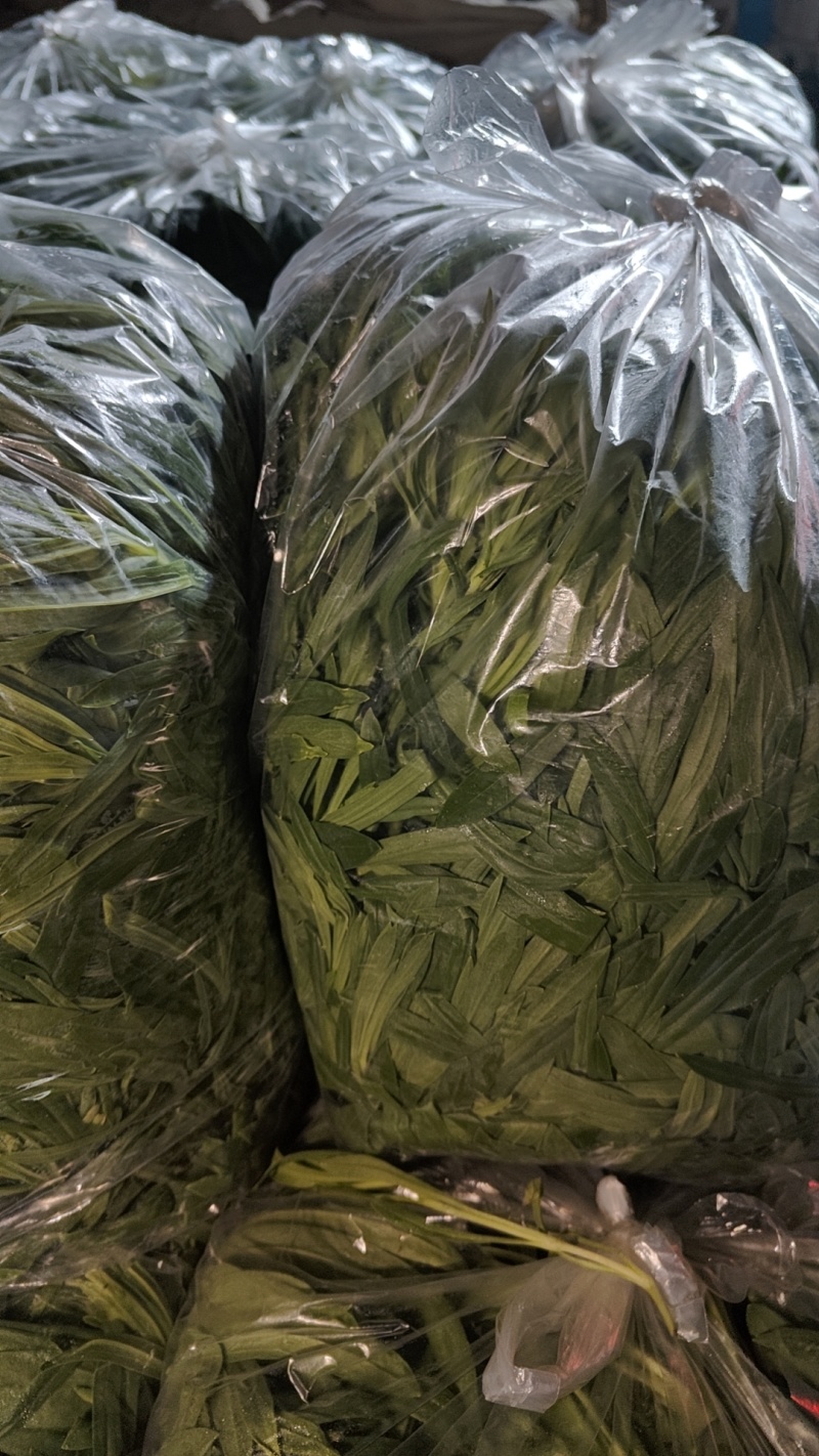 山东聊城大量供应面条菜需要的联系我长期有货