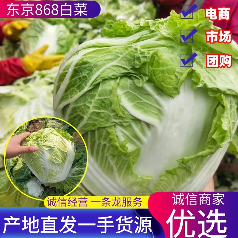 白菜小包白菜鸡腿白菜一手货源颗型好颜色绿产地发