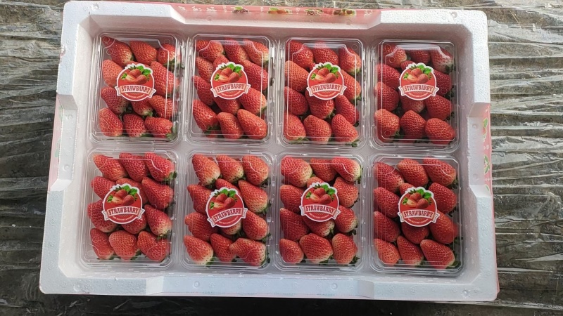 **代办天仙醉贵妃草莓量大货优规格及包装齐全