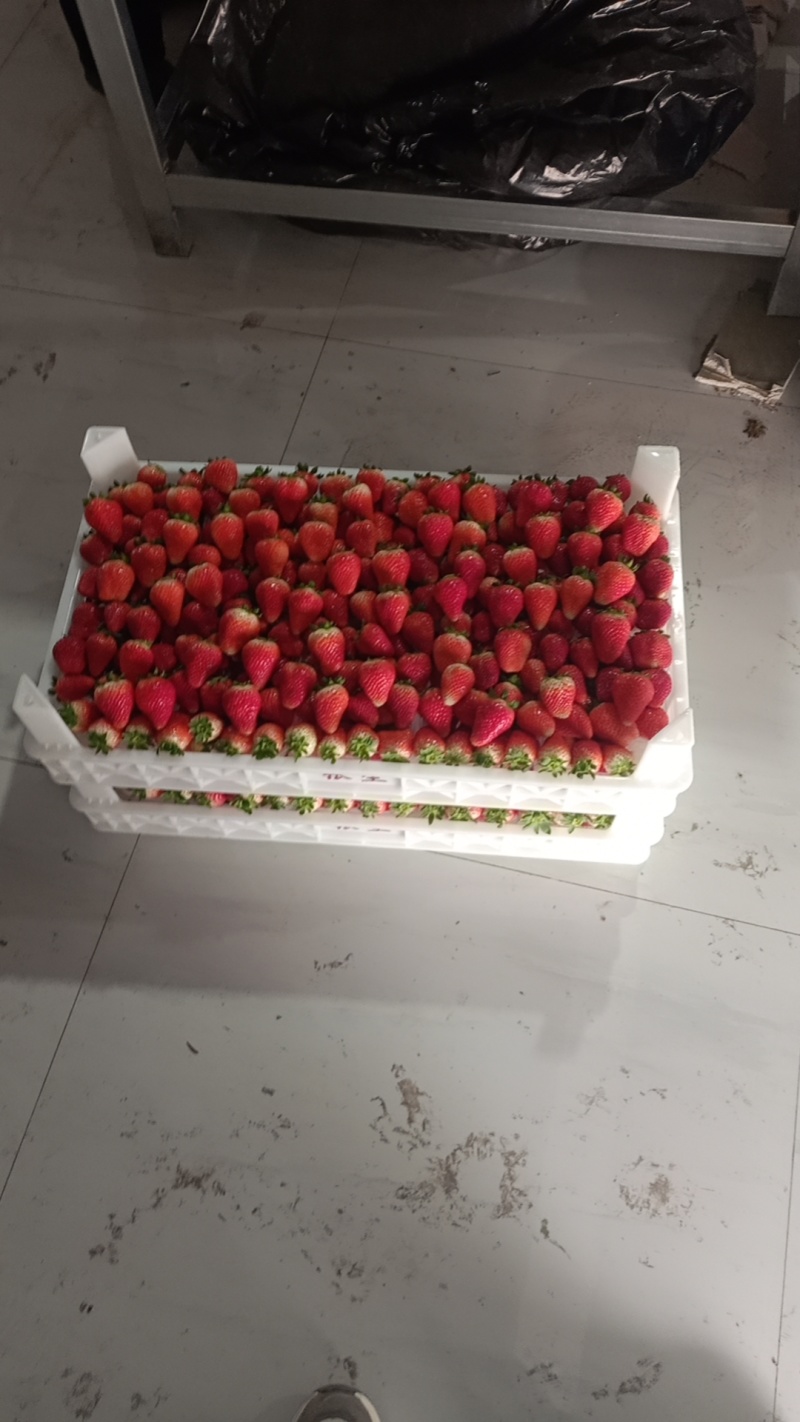 **代办天仙醉贵妃草莓量大货优规格及包装齐全