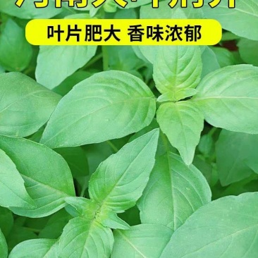 大大叶荆芥种子，速生，叶片更大，香味浓郁