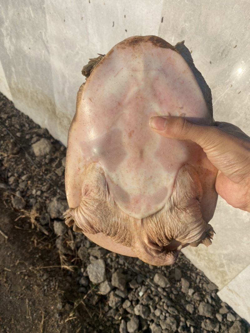 珍珠鳖种公2-6斤交配公公鳖1.7-2.2千斤望全清公