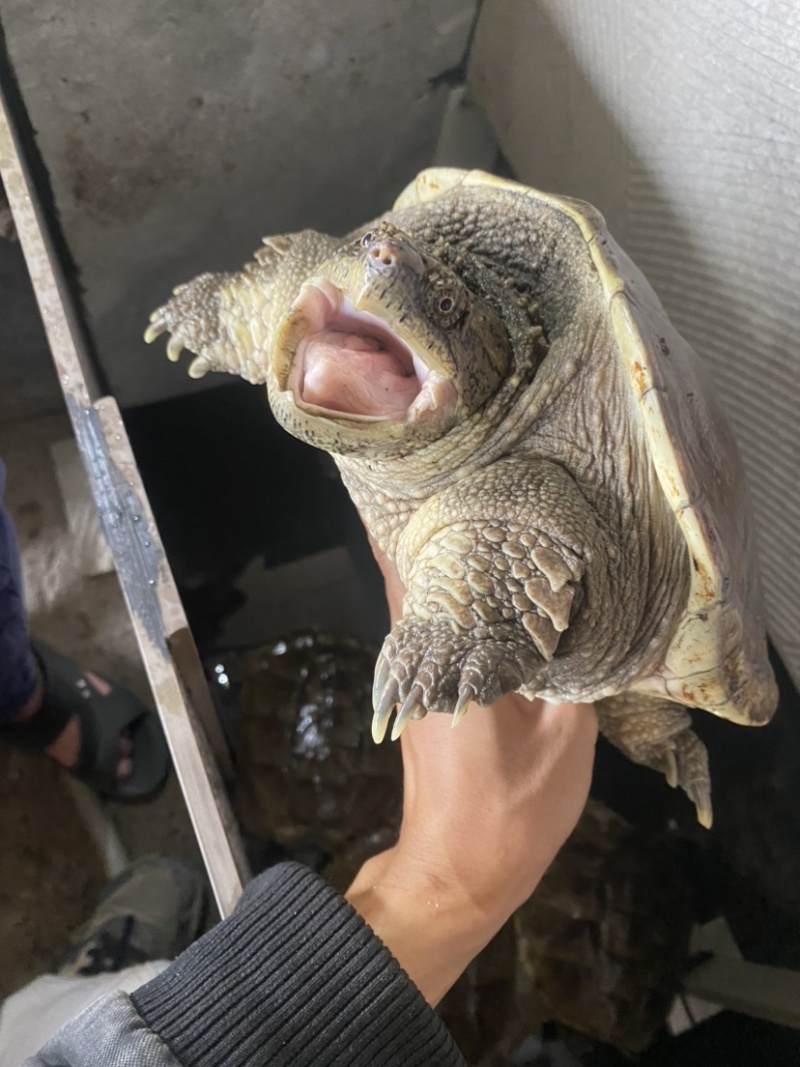 珍珠鳖种公2-6斤交配公公鳖1.7-2.2千斤望全清公