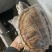 珍珠鳖种公2-6斤交配公公鳖1.7-2.2千斤望全清公