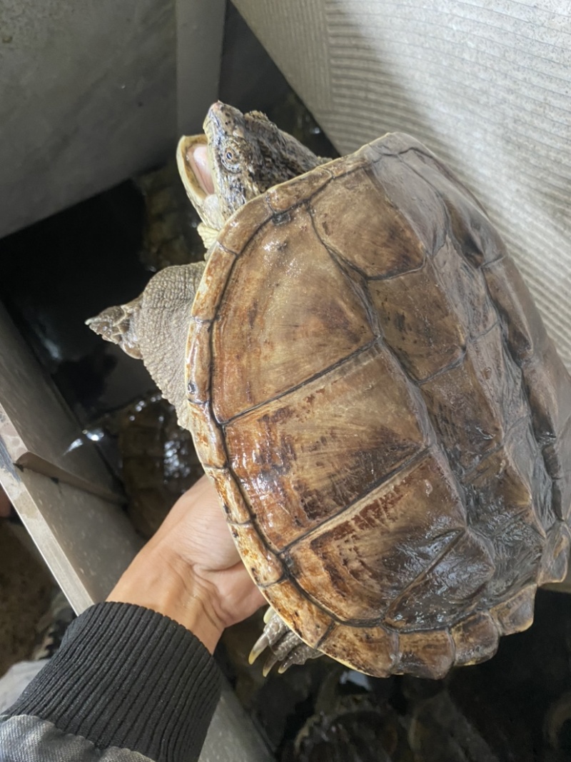 珍珠鳖种公2-6斤交配公公鳖1.7-2.2千斤望全清公