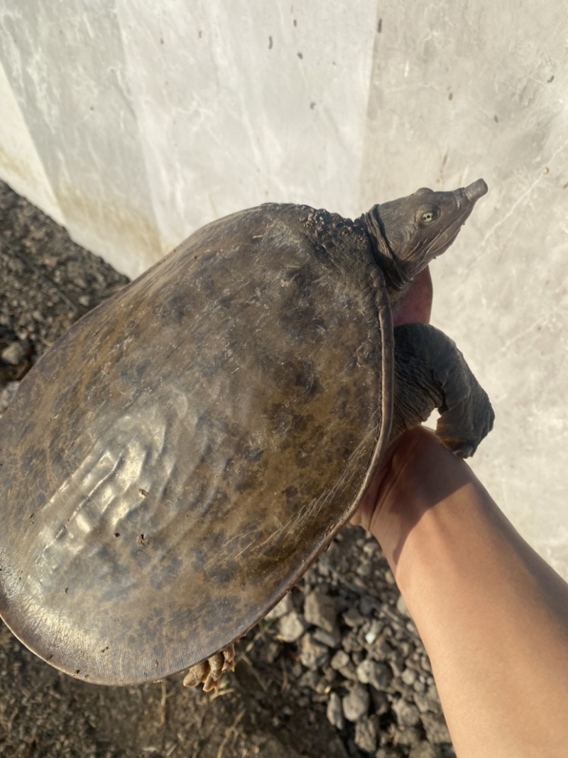 珍珠鳖种公2-6斤交配公公鳖1.7-2.2千斤望全清公